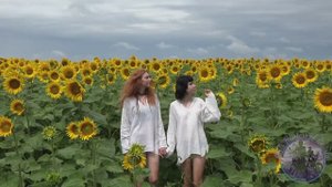 Подсолнухи