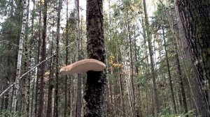 Закрытие грибного сезона 2025