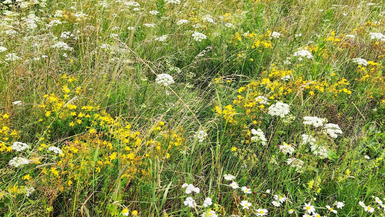 Канадский волк - гибрид. 6 июля 2025