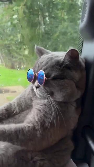 Деловой кот ☝