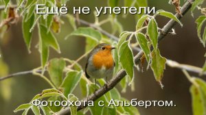 Фотоохота с Альбертом. Ещё не улетели..