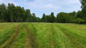 Канадский волк - гибрид. 26 мая 2025. Сибирь.