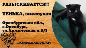 Пропала кошка! ТЕНЬКА. Вислоухая. Оренбургская обл,  г.Оренбург