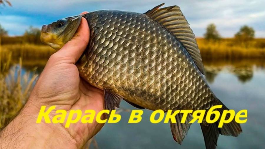 КАК ЛОВИТЬ КАРАСЯ в ОКТЯБРЕ? НАЖИВКИ и ПРИКОРМКА для РЫБАЛКИ. МЕСТА и ВРЕМЯ для ЛОВЛИ КАРАСЯ