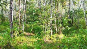 Канадский волк - гибрид. 13 августа 2024