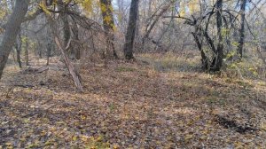 как я был за грибами