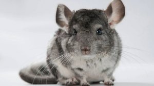 Шиншилла: Это Вам НЕ шуба | Интересные факты про шиншилл