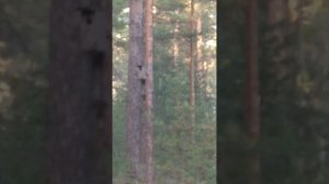 СКВОРЕЧНИКИ