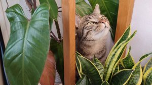 Приведение! Йога с лягушкой. И другие