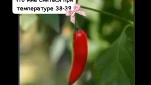 что мне сниться при температуре 38-39