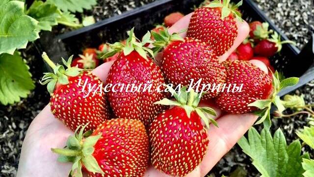 Чудесный сад Ирины. Земляника садовая крупноплодная Марышка