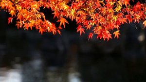 25 октября - День судьбы. Небесное послание для каждого знака зодиака.