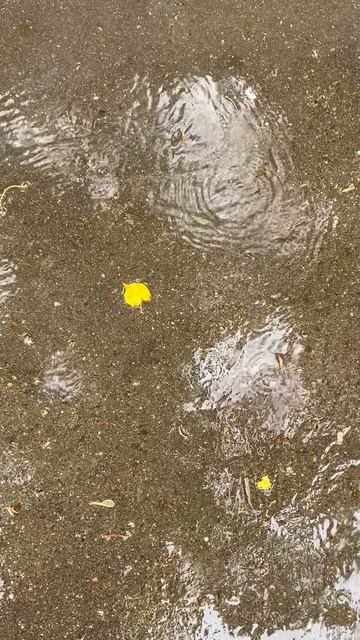 Желтый под дождем