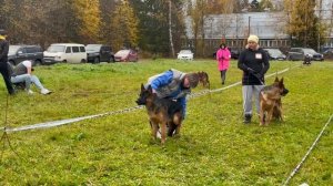 ЩЕНКИ КОБЕЛИ / КЧК ТВЕРЬ 12 октября`25 Т.Шишкина Моно немецких овчарок