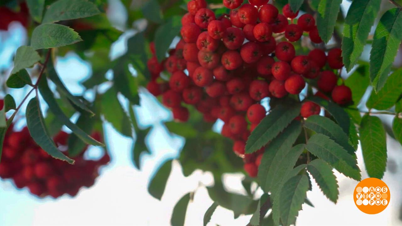 Ой, рябина кудрявая... А еще - разноцветная и полезная! Доброе утро. Суббота. Фрагмент выпуска от...