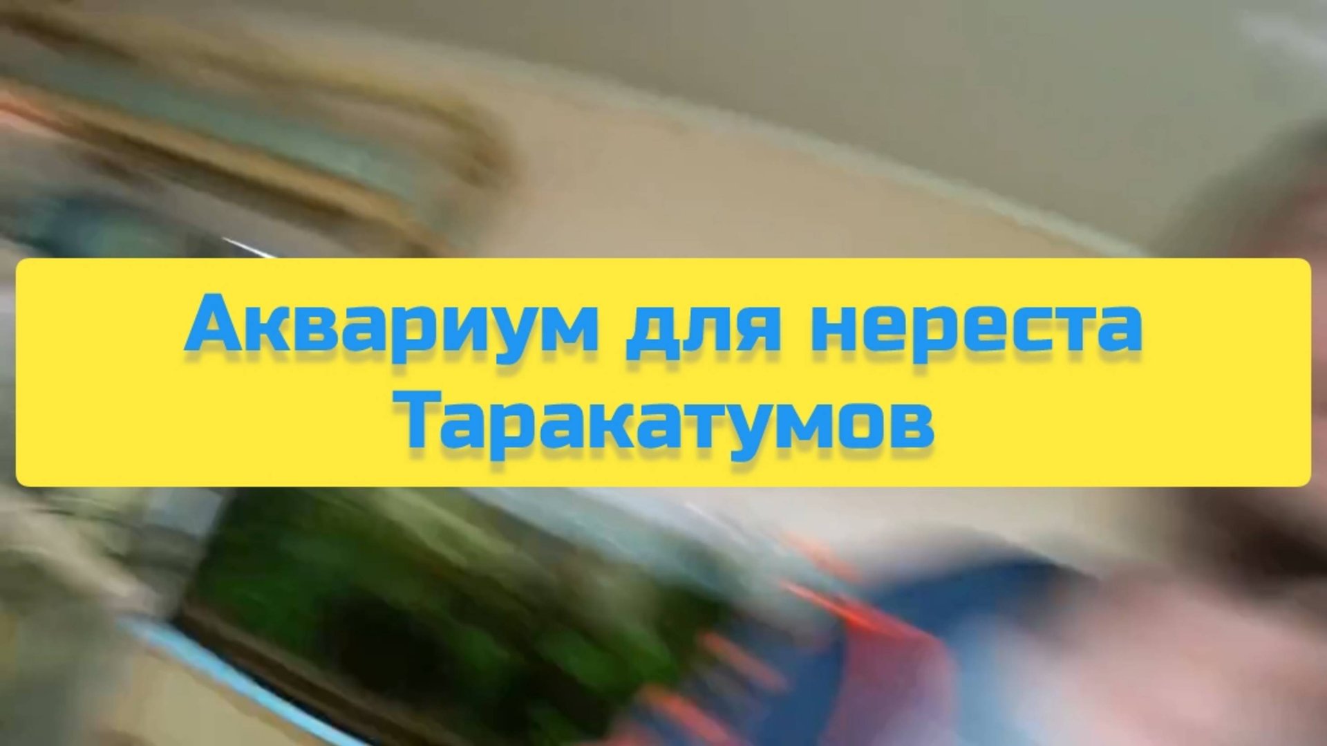 АКВАРИУМ ДЛЯ НЕРЕСТА ТАРАКАТУМОВ смотреть онлайн