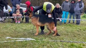 6 Оч/хор Сафтар Стейт ОФЕЛИЯ №46 / КЧК ТВЕРЬ 12 октября`25 Т.Шишкина Моно немецких овчарок