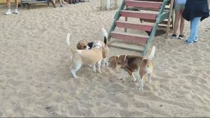 Биглей много не бывает.