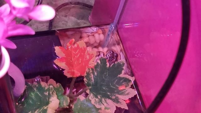 Черепашка, оцените маскировку