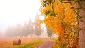 Осень жизни  (В.Асмолов)