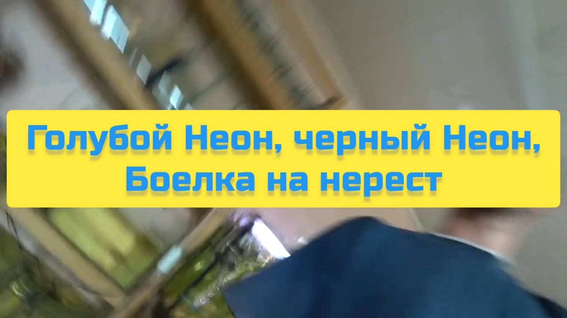 ГОЛУБОЙ НЕОН, ЧЕРНЫЙ НЕОН, БОЕЛКА НА НЕРЕСТ смотреть онлайн