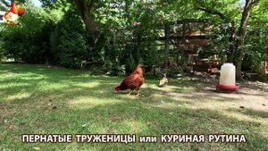 Куриная рутина – что делают куры на выгуле 😂 эпизод (36)