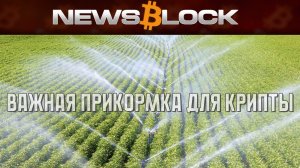 Подкормка Крипто-Урожая: Два Удобрения Для Мощной Бычки