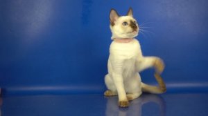 Тайская кошечка Loretta Gamlet, 4 месяца 8 дней, шоколад-пойнт