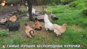 Цыплята и Курочки селяночки лучшие беспородные несушки 🥚 (365)