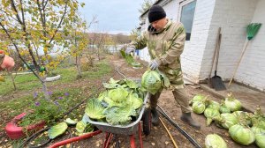 ЖИЗНЬ В ДЕРЕВНЕ. С КУРАМИ ОСТАЛИСЬ В УБЫТКЕ. ПУТЕШЕСТВУЕМ. УБРАЛИ КАПУСТУ С ОГОРОДА. НАБРАЛИ ЯБЛОК.
