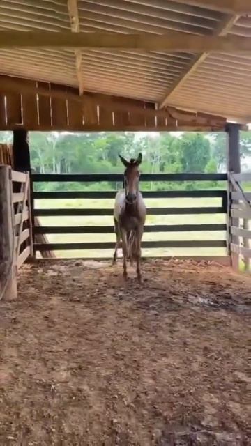 champion смотреть онлайн