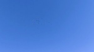 тренировка спортивной голубей 25 км