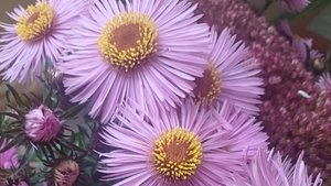 Подарок из Стамбула и мои покупки из "5"