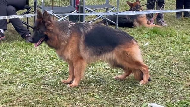 МОЛОДЫЕ СУКИ ДШ / КЧК ТВЕРЬ 12 октября`25 Т.Шишкина Моно немецких овчарок