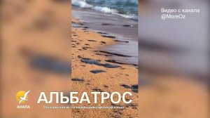МАЗУТ ВЕРНУЛСЯ!!!! В анапском посёлке Витязево обнаружены свежие выбросы мазута