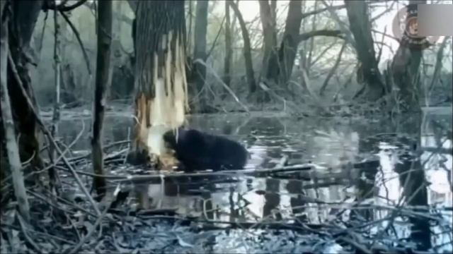 Почему на РУСИ истребили РУСАЛОК