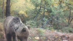 Видео фото ловушки мишка
