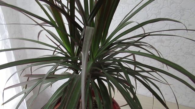 Как ухаживать за Драценой маргината