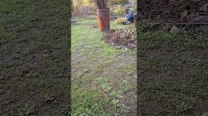 Сажаю кустарники.