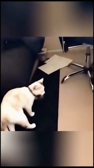 Прикольные животные смотреть онлайн