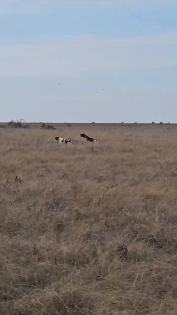 Эпаньоль Бретон Крым Натаску по стайной куропатке смотреть онлайн