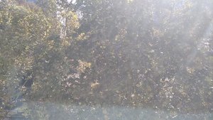 Юмореска. /Лето./Танцы.