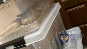 🐍В Пушкино 15-летний школьник держал дома ядовитых змей без лицензии🐍