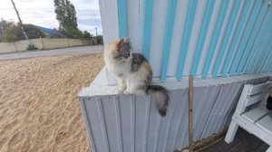 люся и кошка