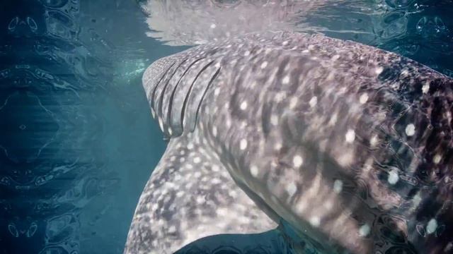 Kuya Sessions Samadhi - The Visual Odyssey - Poranguí  Liquid Bloom