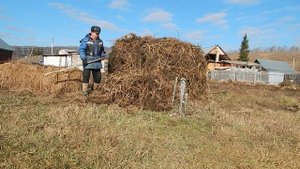 Осенние работы, малину,  ботву  на зимовку