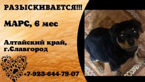 Пропала собака! МАРС, 6 мес. Алтайский край, г.Славгород.