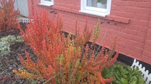 25-10-2025/СПИЛИЛИ СТАРУЮ ГРУШУ/ОМОЛОДИЛИ ЯБЛОНИ СТАРЫЕ/ЧАСТИЧНО УБРАЛА ПАЛИСАДНИКИ/.Умер наш Бимка.