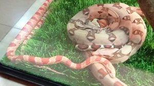 #животные #дикиеживотные #wildanimals #тропические #насекомые #змеи #зоопарк #пауки #тараканы