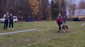 РАБОЧИЙ КОБЕЛИ / КЧК ТВЕРЬ 12 октября`25 Т.Шишкина Моно немецких овчарок